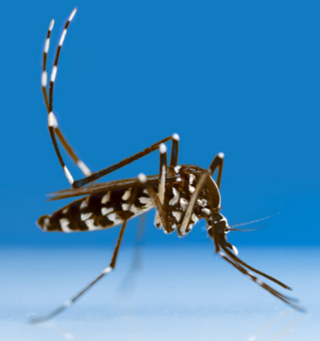 Mosquito_tigre_20250818174747.png